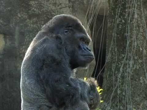 Ivan (gorilla) Ivan the gorilla YouTube