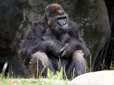 Ivan (gorilla) Hercules One City One Book 2016 Guides Home at Contra Costa