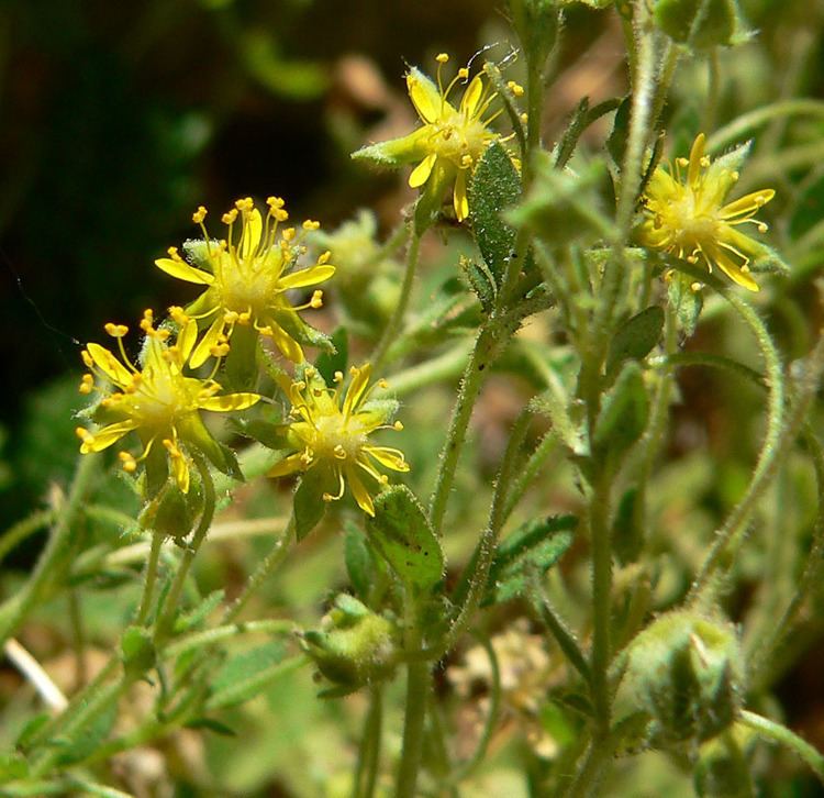 Ivesia jaegeri