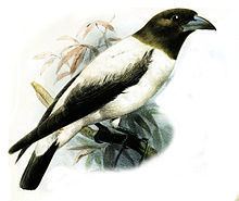 Ivory-backed woodswallow httpsuploadwikimediaorgwikipediacommonsthu