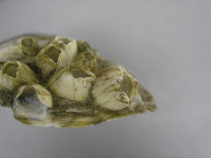 Ivory barnacle Ivory barnacle Balanus eburneus