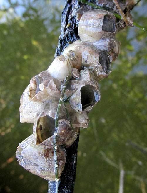 Ivory barnacle Ivory Barnacle AMPHIBALANUS EBURNEUS