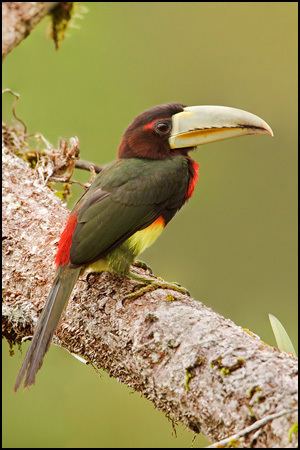 Ivory-billed aracari Ivorybilled Aracari AZ Birds