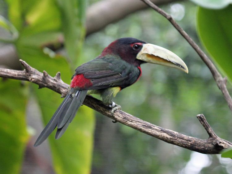 Ivory-billed aracari FileIvorybilled Aracari RWD2jpg Wikimedia Commons