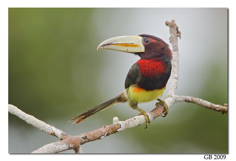 Ivory-billed aracari IVORYBILLED ARACARI