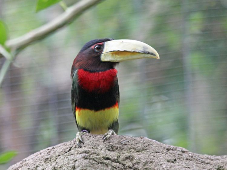 Ivory-billed aracari FileIvorybilled Aracari RWD5jpg Wikimedia Commons