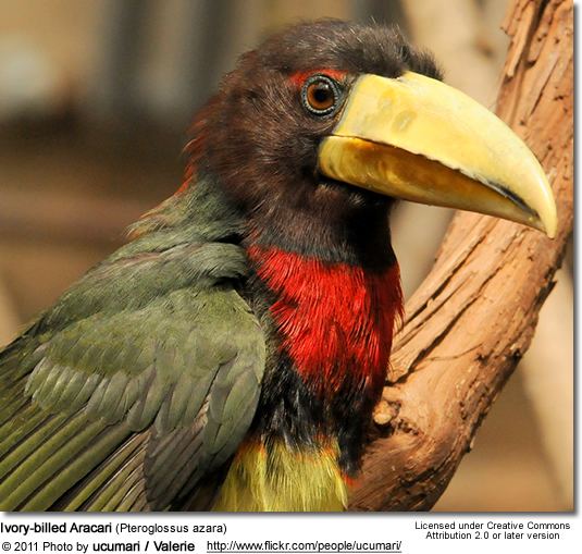 Ivory-billed aracari Ivorybilled Aracaris Pteroglossus azara