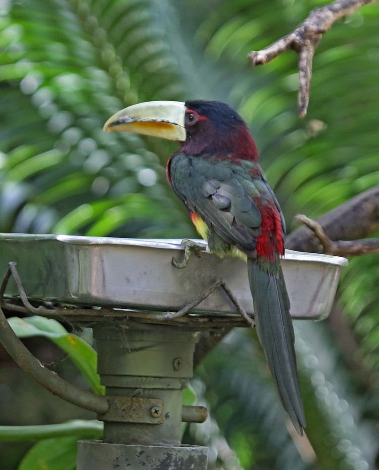 Ivory-billed aracari Pictures and information on Ivorybilled Aracari