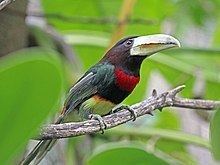 Ivory-billed aracari httpsuploadwikimediaorgwikipediacommonsthu