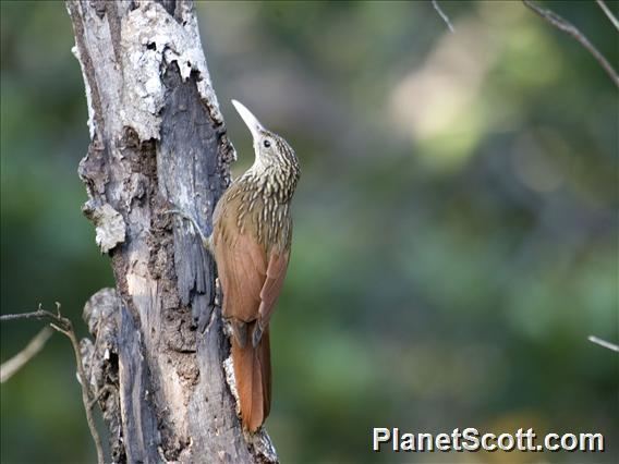 Ivory-billed woodcreeper billed Woodcreeper Xiphorhynchus flavigaster