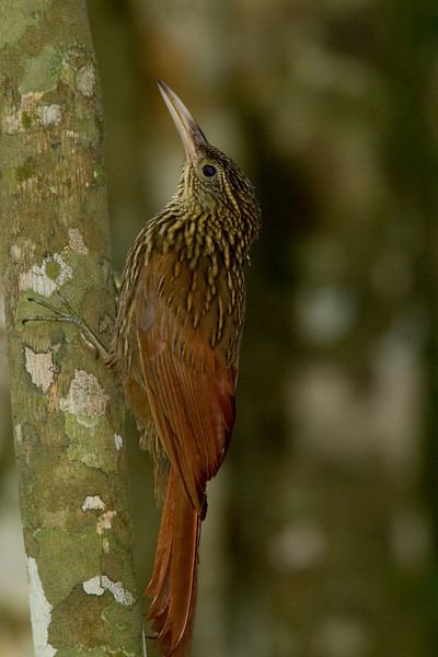 Ivory-billed woodcreeper Ivorybilled Woodcreeper Xiphorhynchus flavigaster jimhully