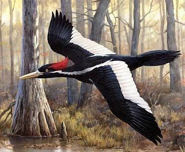 Ivory-billed woodpecker Ivorybilled Woodpecker Elusive Extinct or Endangered Bird