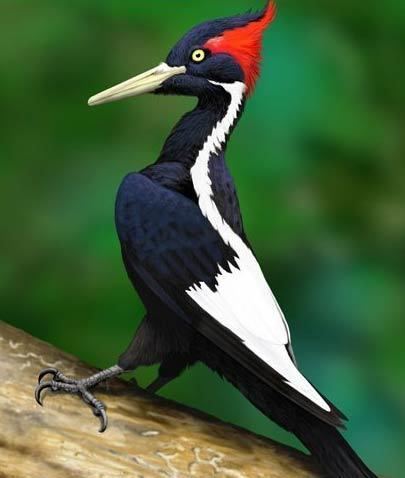 Ivory-billed woodpecker Ivorybilled Woodpecker Elusive Extinct or Endangered Bird