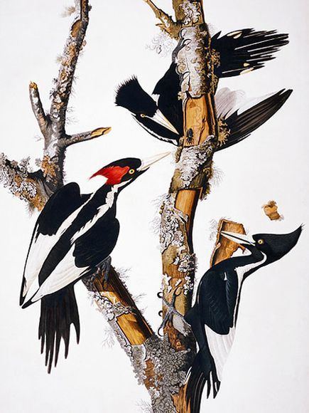 Ivory-billed woodpecker imagesnationalgeographiccomwpfmedialivephoto