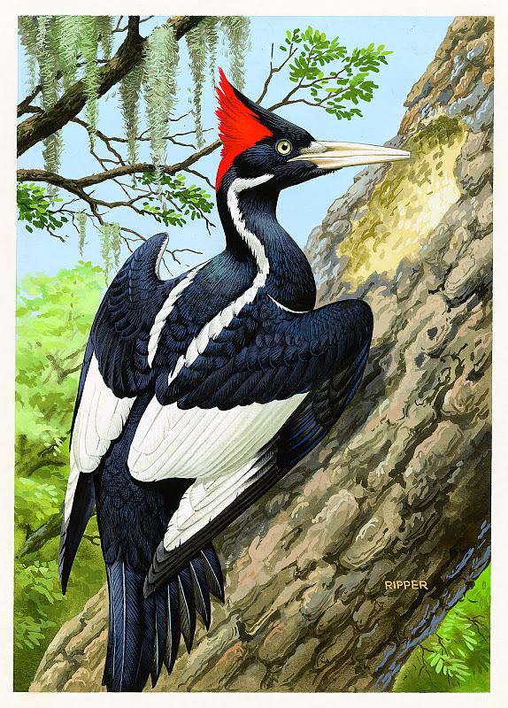 Ivory-billed woodpecker Ivorybilled Woodpecker Archives Warrior Poets