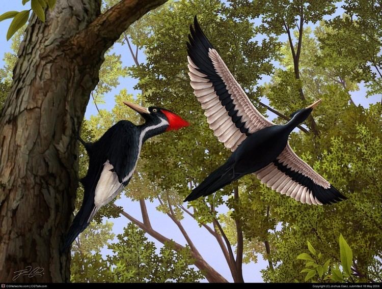 Ivory-billed woodpecker Ivorybilled Woodpecker Archives Warrior Poets