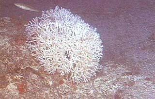 Ivory bush coral Species Profile IN THE DEEP