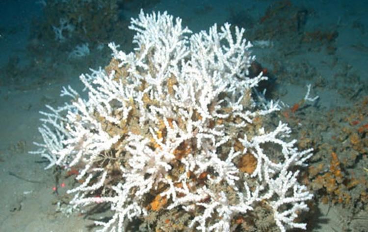 Ivory bush coral Ivory Bush Coral Oceana