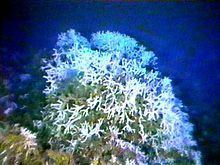 Ivory bush coral httpsuploadwikimediaorgwikipediacommonsthu