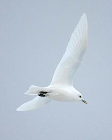 Ivory gull httpsuploadwikimediaorgwikipediacommonsthu