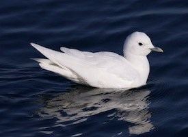 Ivory gull Ivory Gull Identification All About Birds Cornell Lab of Ornithology