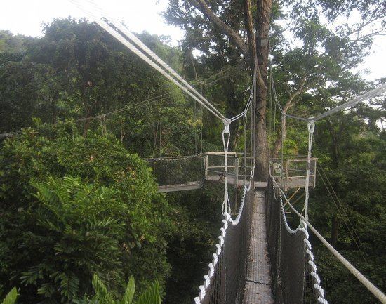 Iwokrama Forest Iwokrama Canopy Walkway Iwokrama Forest Guyana Top Tips Before