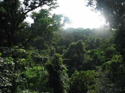 Iwokrama Forest Guyana Guiana Iwokrama