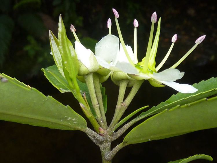 Ixerba Acknowledgements Key to flowering plant genera Landcare Research