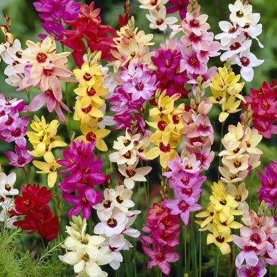 Ixia Ixia Mixed Parkers Wholesale