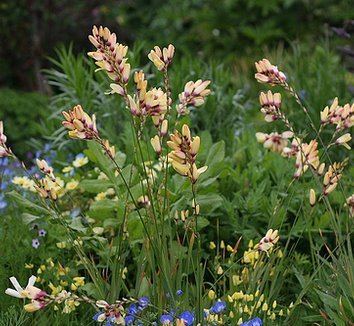 Ixia Ixia 39Buttercup39 plant lust