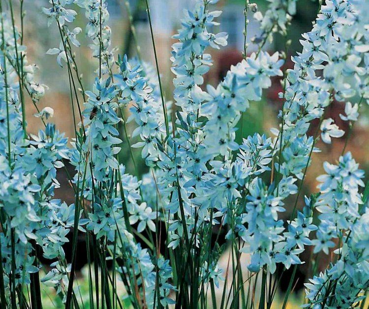 Ixia viridiflora 1000 images about Ixia viridiflora Turquoise on Pinterest