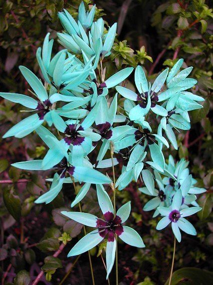 Ixia viridiflora Ixia viridiflora The Turquoise Ixia