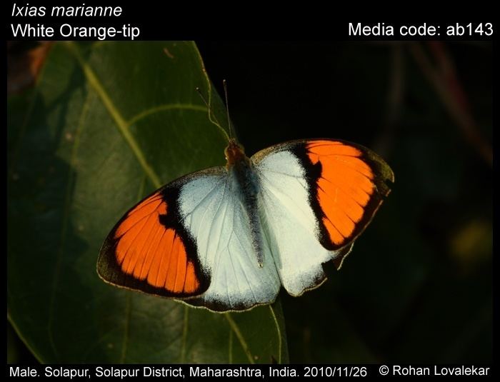 Ixias marianne Ixias marianne White Orangetip Butterflies of India