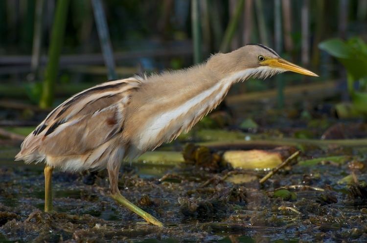 Ixobrychus Stripebacked Bittern Ixobrychus involucris Hotspot Birding