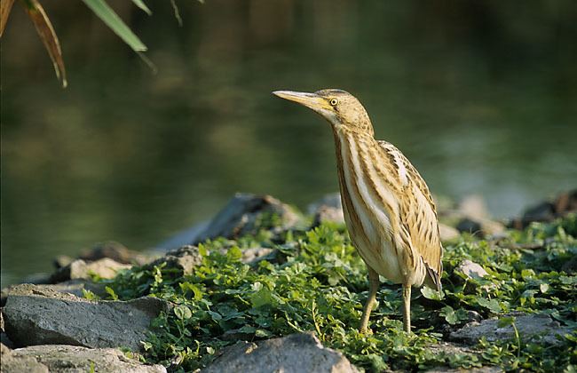 Ixobrychus Little Bittern Ixobrychus minutus juvenile