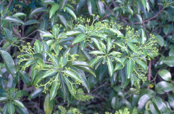 Ixonanthes Hong Kong HerbariumRare and Precious Plants of Hong Kong Online