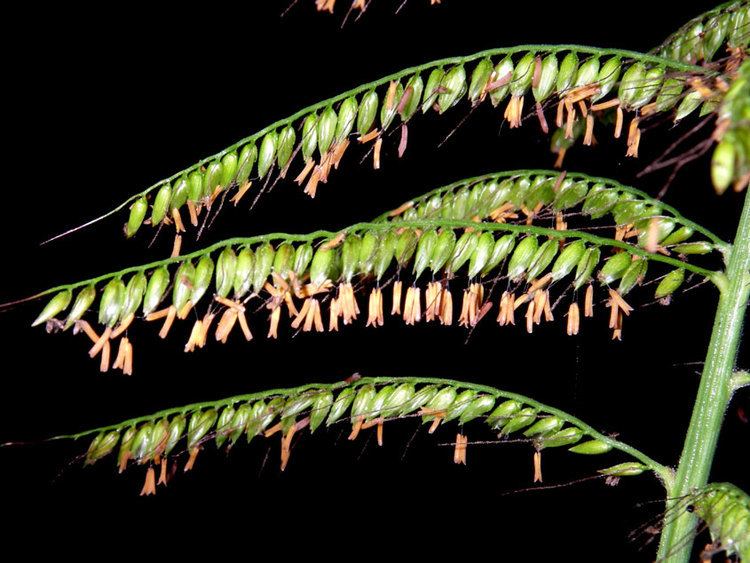 Ixophorus Florula Digital Pginas de Especies de Plantas