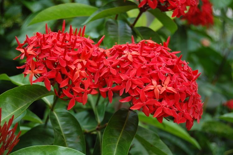 Ixora 1000 images about Ixora flowers on Pinterest Hedges Orchid