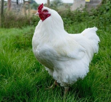 Ixworth chicken - Alchetron, The Free Social Encyclopedia