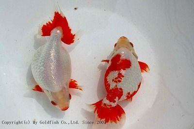 Izumo Nankin Goldfish Izumo Nankin Goldfish Varieties Pinterest Goldfish and The o39jays