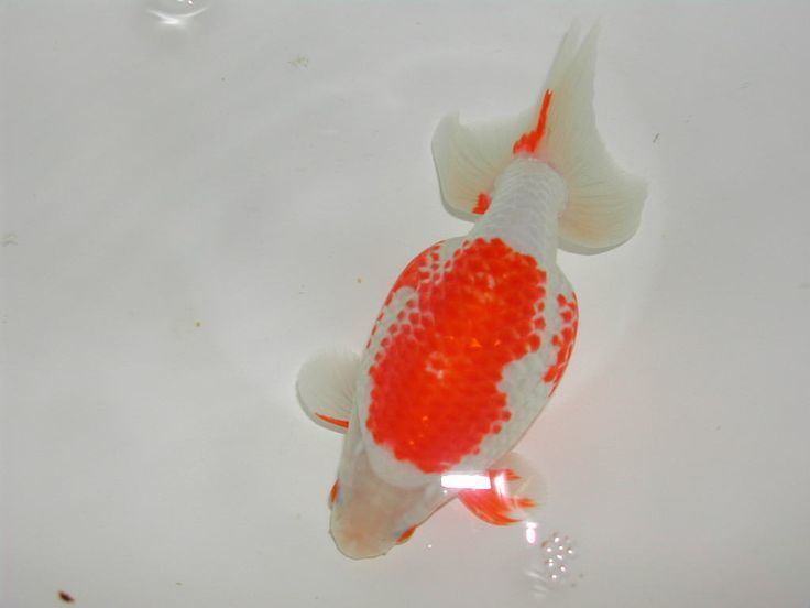 Izumo Nankin Goldfish Izumo nankin Goldfish Pinterest