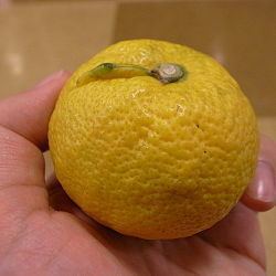 Jabara (citrus) httpsuploadwikimediaorgwikipediacommonsthu