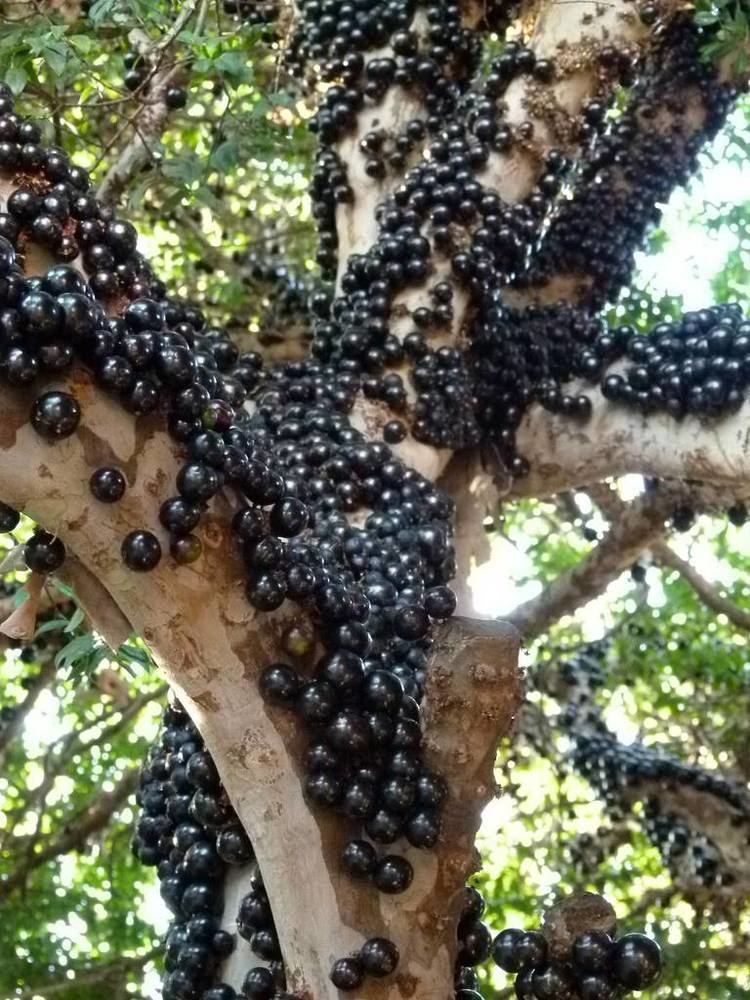 Jabuticaba Jabuticaba The Tree that Fruits on its Trunk Kuriositas