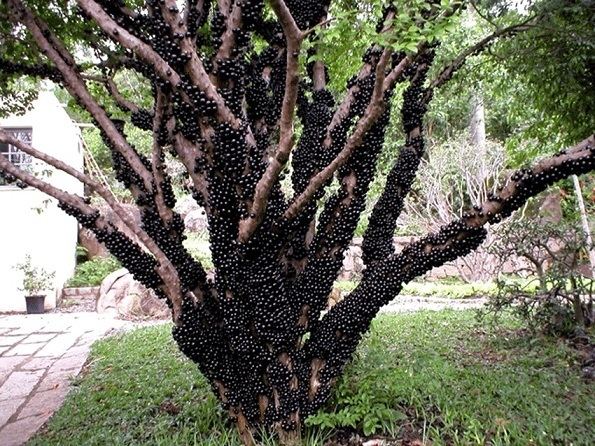 Jabuticaba What to do with Jabuticaba eatrionet