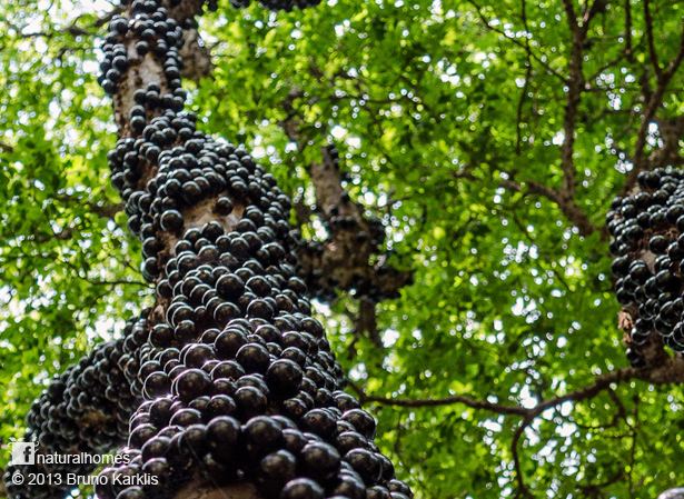 Jabuticaba The Jabuticaba a grape like fruit from South America