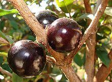 Jabuticaba Jabuticaba Wikipedia