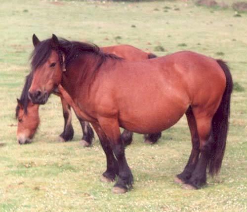 Jaca Navarra Horse Breed Jaca Navarra or Navarra Pony Facts About Horses