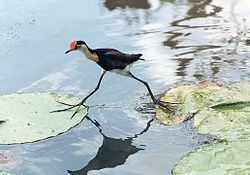 Jacana Jacana Wikipedia