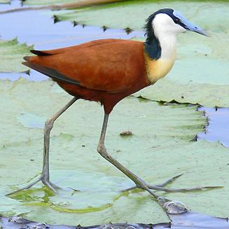 Jacana africanus African jacana