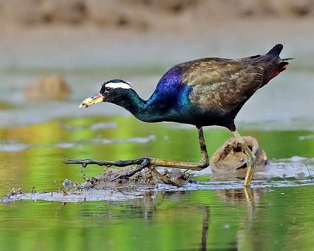 Jacana Jaana The Big Foot of the Bird World The Ark In Space